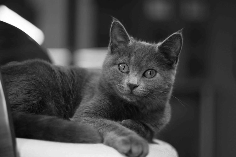 SOCIAL MEDIA & CONTENT